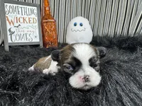 Glen, a male Shih Tzu for sale in Waynesville, MO – 2 of 3
