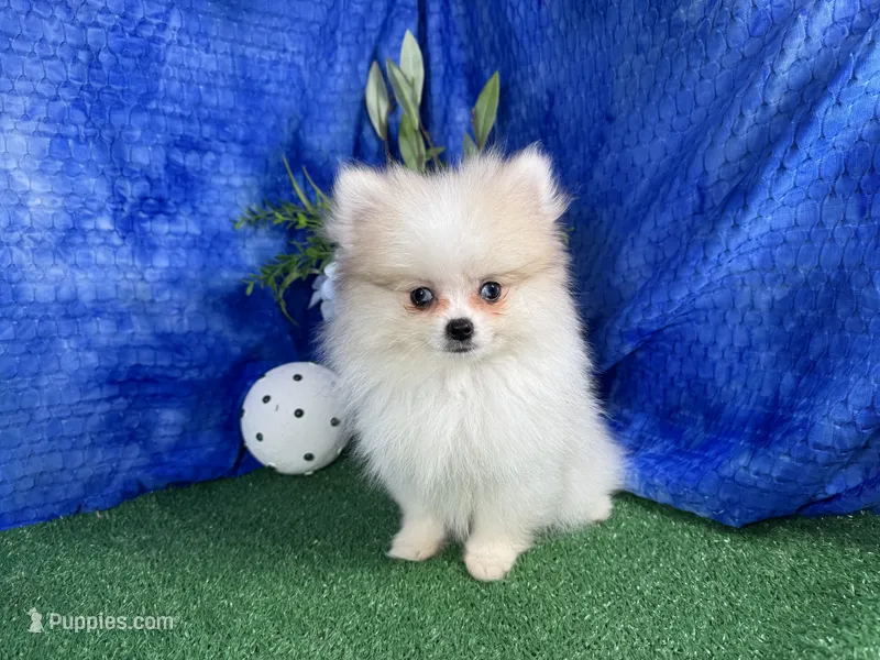 Bentley – Pomeranian puppy for sale in Waynesville, MO