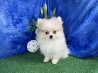 Bentley, a male Pomeranian for sale in Waynesville, MO – 1 of 4