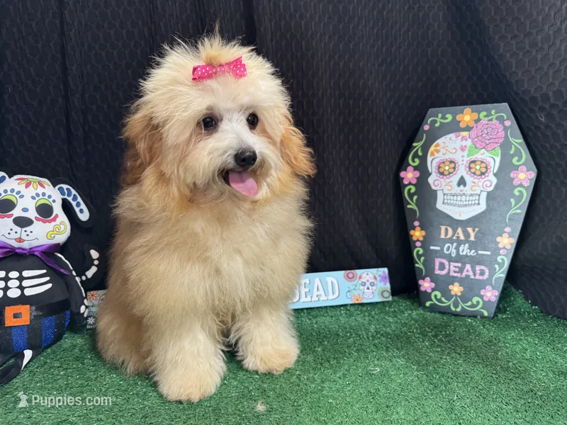 Megan – Havapoo puppy for sale in Waynesville, MO