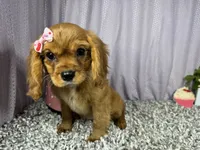Renae, a female Cavalier King Charles Spaniel for sale in Waynesville, MO – 2 of 10
