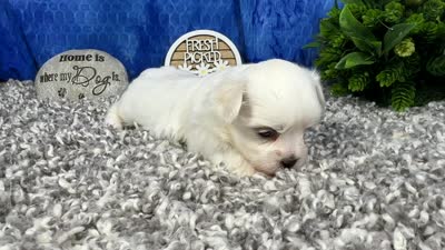 Izen, a male Havamalt for sale in Waynesville, MO – 4 of 4