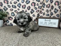 Isreal, a male Havanese for sale in Waynesville, MO – 5 of 10