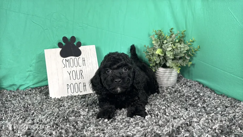 Nathan – Poodle - Toy  puppy for sale in Waynesville, MO