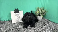 Nathan, a male Poodle - Toy  for sale in Waynesville, MO – 1 of 3
