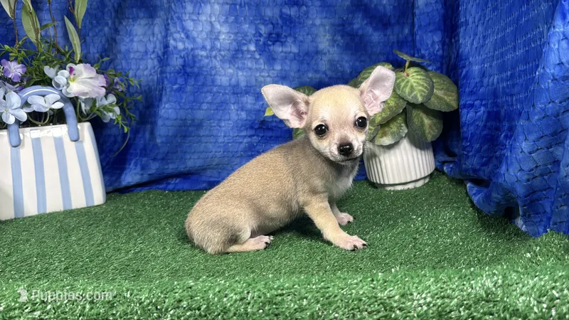Boston – Chihuahua puppy for sale in Waynesville, MO