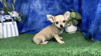 Boston, a male Chihuahua for sale in Waynesville, MO – 1 of 10