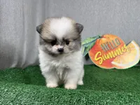 Buddy, a male Pomeranian for sale in Waynesville, MO – 2 of 8