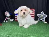 Izen, a male Havamalt for sale in Waynesville, MO – 8 of 10