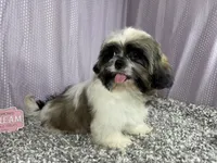Gus, a male Shih Tzu for sale in Waynesville, MO – 5 of 10