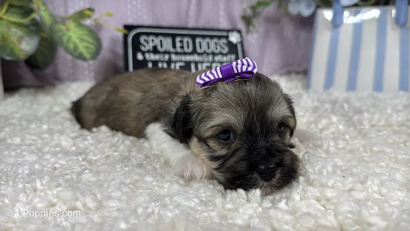 Ivy – Havanese puppy for sale in Waynesville, MO