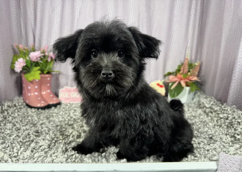 Paxton – Morkie puppy for sale in Waynesville, MO