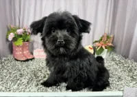 Paxton, a male Morkie for sale in Waynesville, MO – 1 of 10