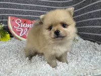Bobby, a male Pomeranian for sale in Waynesville, MO – 2 of 4