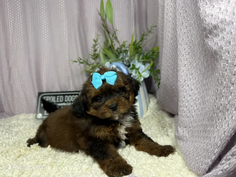 Gretchen – Shih Tzu, Poodle - Toy  puppy for sale in Waynesville, MO