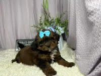 Gretchen, a female Shih Tzu and Poodle - Toy  for sale in Waynesville, MO – 1 of 3