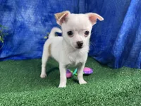 Fox, a male Chihuahua for sale in Waynesville, MO – 2 of 10