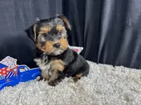 Peter, a male Yorkshire Terrier for sale in Waynesville, MO – 7 of 10