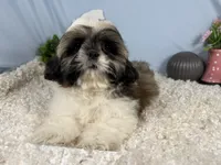 Gus, a male Shih Tzu for sale in Waynesville, MO – 3 of 4