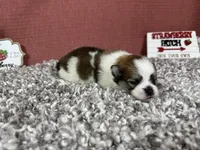 Baker, a male Pomeranian for sale in Waynesville, MO – 3 of 4