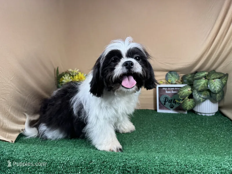 Grey – Shih Tzu puppy for sale in Waynesville, MO