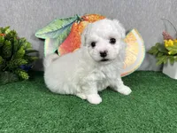 Ice, a male Maltipoo for sale in Waynesville, MO – 3 of 4