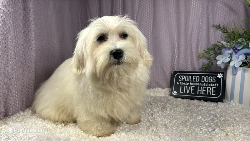 Izen – Havamalt puppy for sale in Waynesville, MO