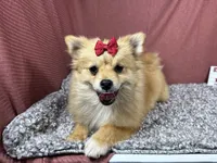 Penny, a female Pomeranian for sale in Waynesville, MO – 2 of 10
