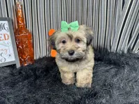 Izzy, a female Havanese for sale in Waynesville, MO – 1 of 10