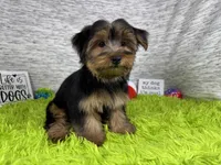 Scottie, a male Yorkshire Terrier for sale in Waynesville, MO – 5 of 10