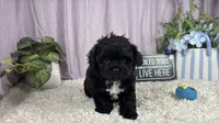 Genesis, a male Shih Tzu and Poodle - Toy  for sale in Waynesville, MO – 2 of 3