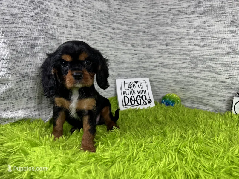 Romeo – Cavalier King Charles Spaniel puppy for sale in Waynesville, MO
