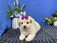 Bridget, a female Pomapoo for sale in Waynesville, MO – 2 of 3