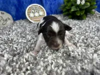 Mocha, a female Yorkipoo for sale in Waynesville, MO – 2 of 4