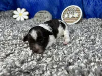 Mocha, a female Yorkipoo for sale in Waynesville, MO – 1 of 4