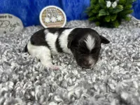 Mocha, a female Yorkipoo for sale in Waynesville, MO – 3 of 4