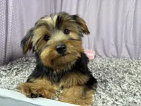 Scottie, a male Yorkshire Terrier for sale in Waynesville, MO – 1 of 10