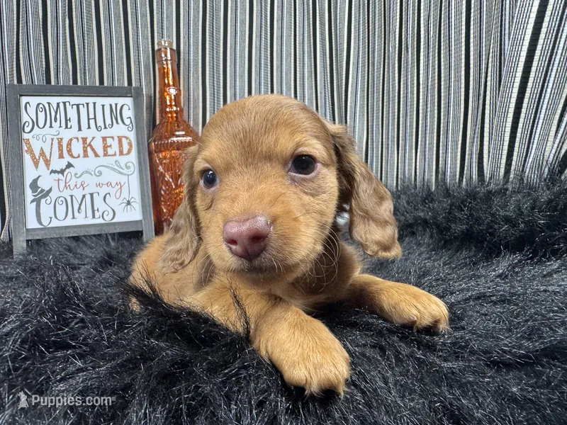 Pepsi – Miniature Dachshund puppy for sale in Waynesville, MO