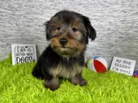 Samuel, a male Yorkshire Terrier for sale in Waynesville, MO – 5 of 10