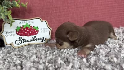 Maribella, a female Chihuahua for sale in Waynesville, MO – 4 of 4