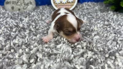 Madiline, a female Yorkipoo for sale in Waynesville, MO – 4 of 4