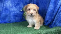 Izaiah, a male Havapoo for sale in Waynesville, MO – 3 of 10