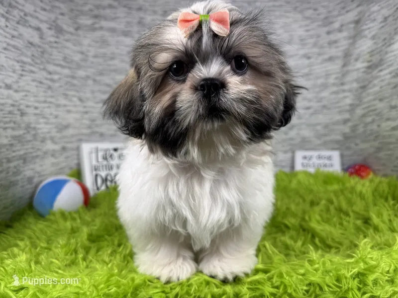 Georgia – Shih Tzu puppy for sale in Waynesville, MO