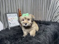 Izzy, a female Havanese for sale in Waynesville, MO – 2 of 10