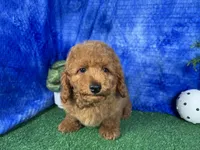 Dean, a male Poodle - Toy  for sale in Waynesville, MO – 2 of 10