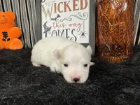 Polar, a male Pomeranian for sale in Waynesville, MO – 2 of 3