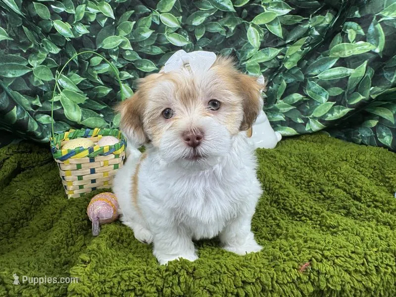 Ivy – Havanese puppy for sale in Waynesville, MO
