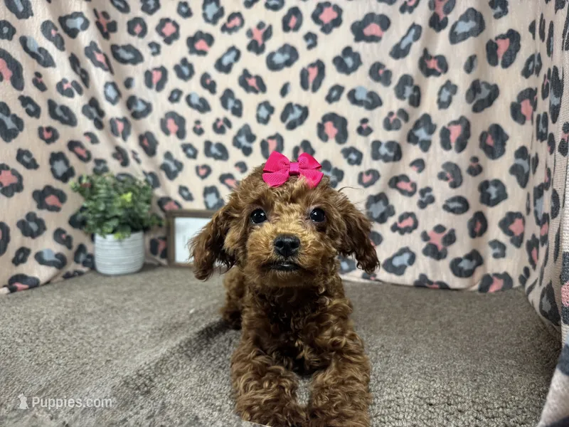 Daisy – Poodle - Toy  puppy for sale in Waynesville, MO