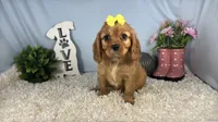 Renae, a female Cavalier King Charles Spaniel for sale in Waynesville, MO – 6 of 10