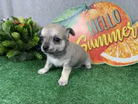 Boston, a male Chihuahua for sale in Waynesville, MO – 3 of 4
